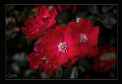 Rosa moyesii ; La rose n'a d'épines que pour celui qui veut la cueillir.  Proverbe chinois