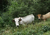 Gasconne & Aubrac cattle, Missegre - Alet-les-Bains