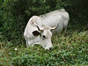 Gasconne cow, Missegre - Alet-les-Bains