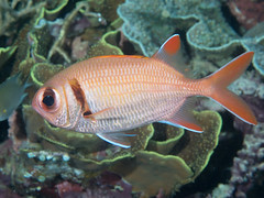 Pinecone soldierfish (Myripristis murdjan)