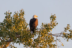 September 21, 2019 - A bald eagle watches the rising sun. (Tony's Takes)