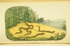 Anglų lietuvių žodynas. Žodis earth-worm reiškia žemės kirminas lietuviškai.
