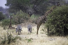 Giraffes and Zebras bums