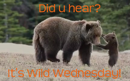 wild wednesday bears