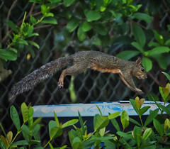 Anglų lietuvių žodynas. Žodis flying squirrel reiškia skraidanti voverė lietuviškai.