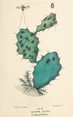 Anglų lietuvių žodynas. Žodis cochineal insect reiškia košenilis vabzdžių lietuviškai.