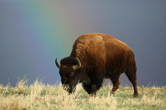 Anglų lietuvių žodynas. Žodis american bison reiškia amerikos bizonų lietuviškai.