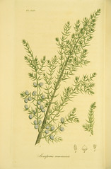 Anglų lietuvių žodynas. Žodis juniperus communis reiškia <li>juniperus communis</li> lietuviškai.