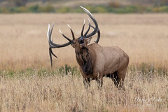 September 27, 2019 - Sounds of fall as an elk bull bugles to the ladies. (Tony's Takes)