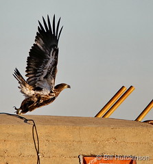 September 26, 2019 - A juvenile bald eagle takes flight. (Bill Hutchinson)