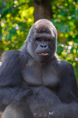 Anglų lietuvių žodynas. Žodis gorilla gorilla reiškia gorila gorila lietuviškai.