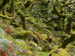 Wistmans Wood Dartmoor