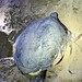 Female turtle nesting