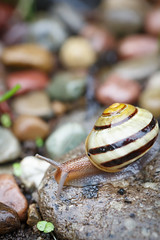 265/365 snail