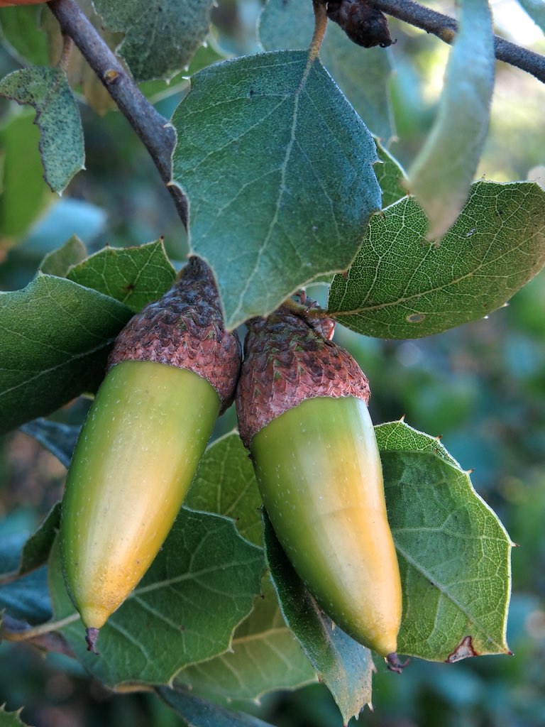 The World S Most Recently Posted Photos Of Acorn And Quercus