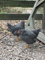 Dominique chickens