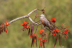 Chestnut-tailed starling