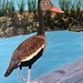 Black-belly Whistling Duck 20" x 24" $1250