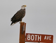 October 2, 2019 - A bald eagle stakes out a road sign. (Bill Hutchinson)