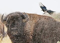 October 10, 2019 - Magpie annoys a bison bull in the snow. (Bill Hutchinson)