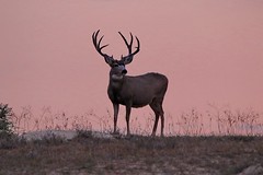 October 6, 2019 - A mule deer buck at dawn.  (Bill Hutchinson)