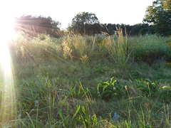 Field In The Evening Sun.