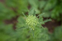 20191011_3452_1D3-50 Kale going to seed (284/365)