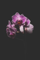 282/365 - Orchid