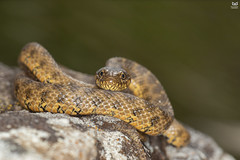 Cobra-de-agua-viperina, Viperine Water Snake (Natrix maura)