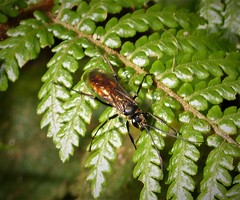 Wasp- Pompilidae