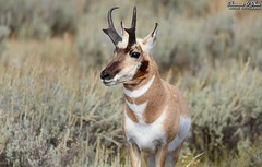 The Pronghorn can jump higher than the average house.  This is due to their powerful hind legs and the fact that houses can't jump.
