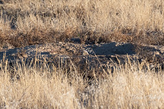 October 13, 2019 - A lingering burrowing owl. (Tony's Takes)