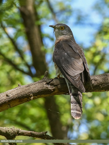 Common Hawk-cuckoo (Hierococcyx varius)
