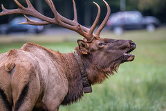 Bugling bull elk, Great Smoky Mountains NP