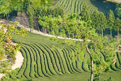 La plantation de thé Beoseong (Corée du sud)