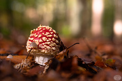 in the forest - fly agaric