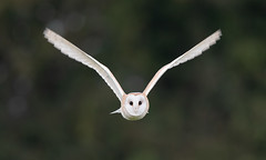 Barn owl on the Somerset Levels