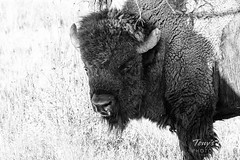 October 20, 2019 - Big, bad bison. (Tony's Takes)