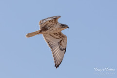 October 20, 2019 - A ferruginous hawk in flight in Adams County. (Tony's Takes)
