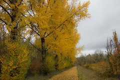 Anglų lietuvių žodynas. Žodis big-leaf maple reiškia big-klevo lapų lietuviškai.