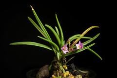 [Taiwan] Holcoglossum pumilum (Hayata) L.J.Chen, X.J.Xiao & G.Q.Zhang, PLoS ONE 8(4): 8 (2013)