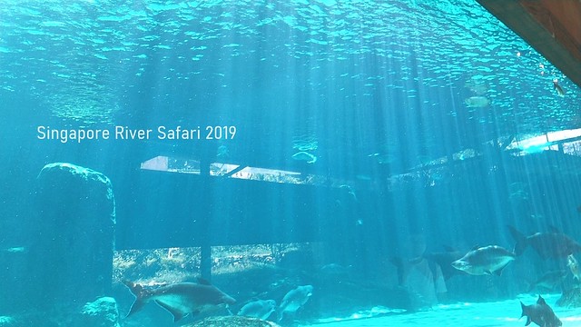 新加坡動物園_River Safari 2019_B_7