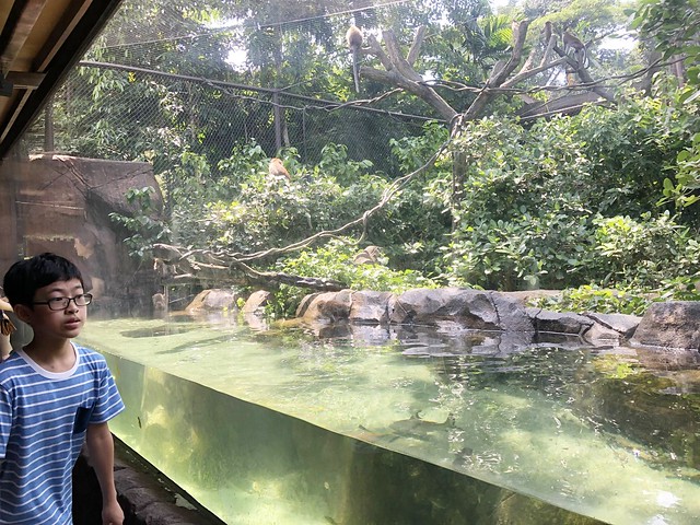 新加坡動物園_River Safari 2019_B_3
