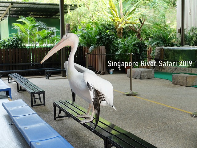新加坡動物園_River Safari 2019_A_85