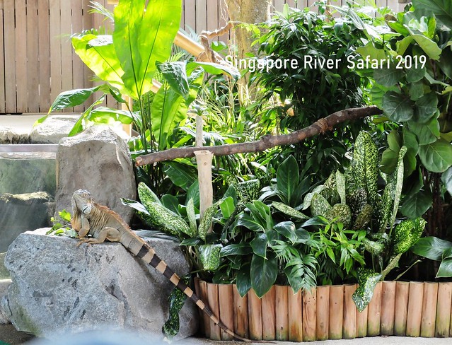 新加坡動物園_River Safari 2019_A_111