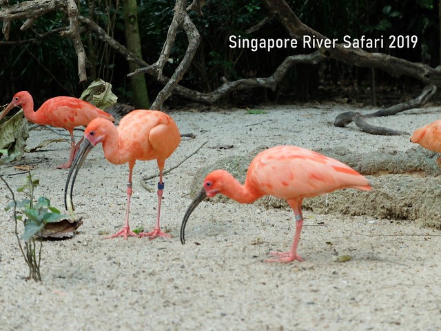 新加坡動物園_River Safari 2019_A_101