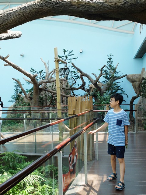 新加坡動物園_River Safari 2019_A_52
