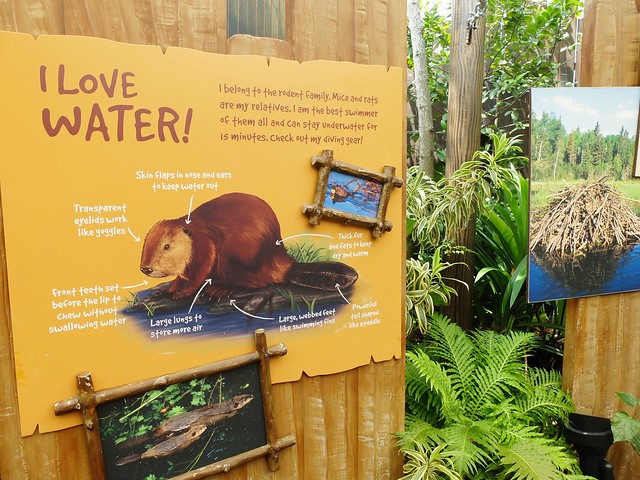 新加坡動物園_River Safari 2019_A_17