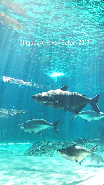 新加坡動物園_River Safari 2019_B_18