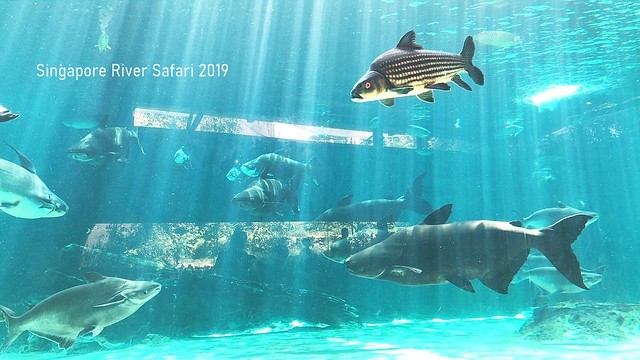 新加坡動物園_River Safari 2019_B_17